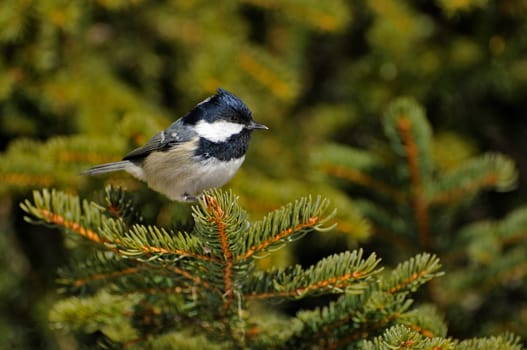 Fir