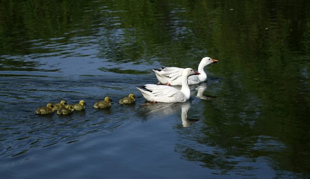 Family outing