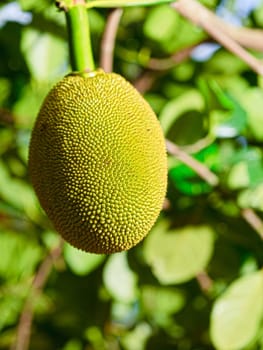 Tropical fruit jackfruit (Artocarpus heterophyllus) on a tree