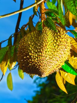 Tripical fruit durian on the tree. Vietnam