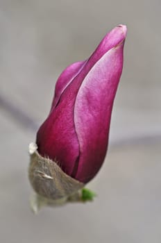 Magnolia