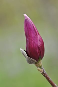 Magnolia