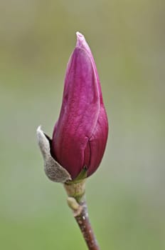 Magnolia