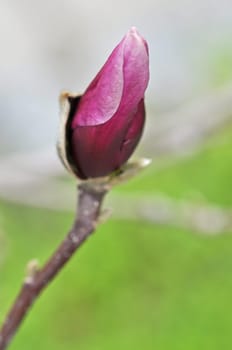 Magnolia