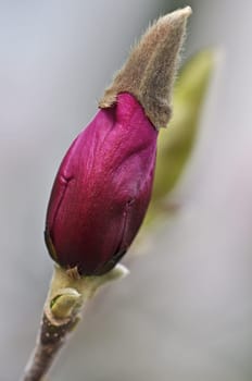 Magnolia