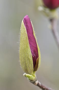 Magnolia