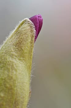 Magnolia