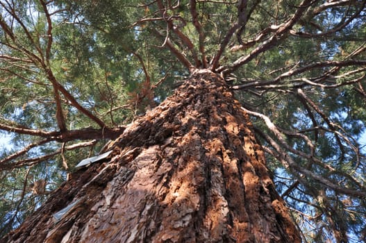 Sequoia