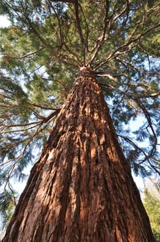 Sequoia