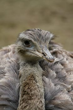 NanduPortrait
