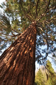 Sequoia