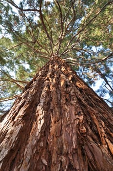 Sequoia