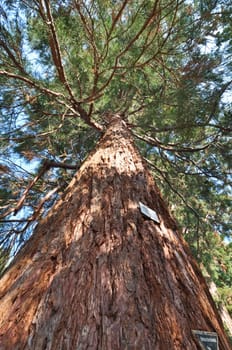 Sequoia