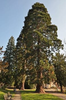 Sequoia