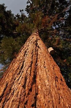 Sequoia