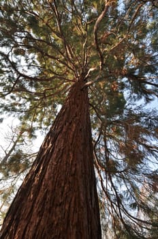 Sequoia