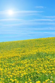 Dandelion meadow