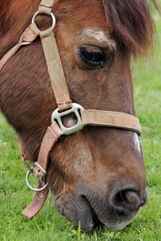 A pony grazing