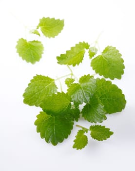 Mint isolated on white background, for my Drink and Cocktail concepts