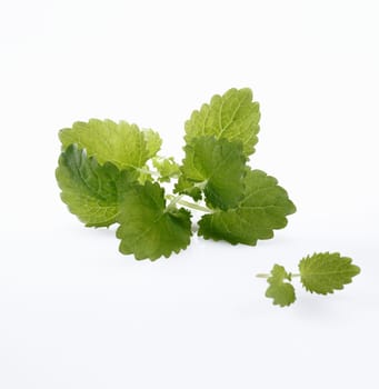 Mint isolated on white background, for my Drink and Cocktail concepts