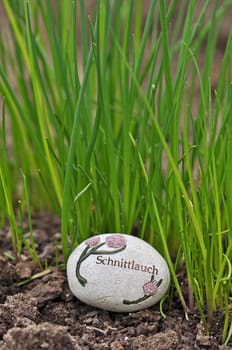 Chives