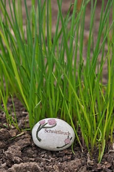 Chives