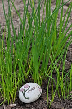 Chives