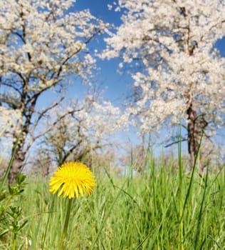 Cherry blossom