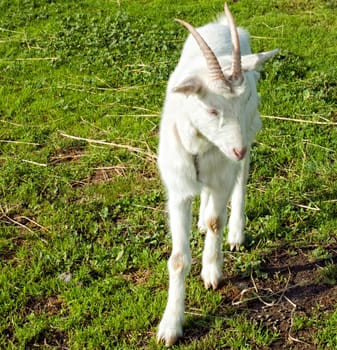 A white kid on the lawn of a farm