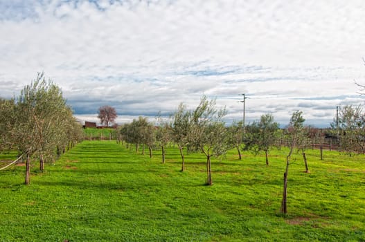A plantation of olive trees on a farm