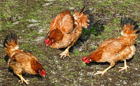 Three chickens scratch around in a courtyard