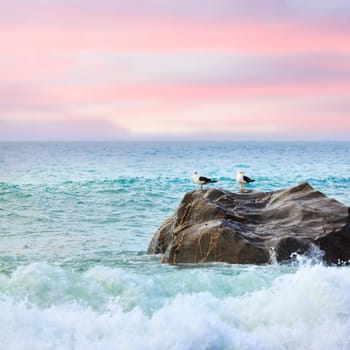 Two seagulls on the rock at sunset. Tasman sea