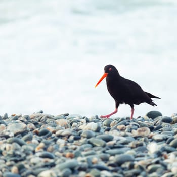 The Variable Oystercatcher (Haematopus unicolor)