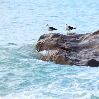 Two seagulls on the rock. Tasman sea