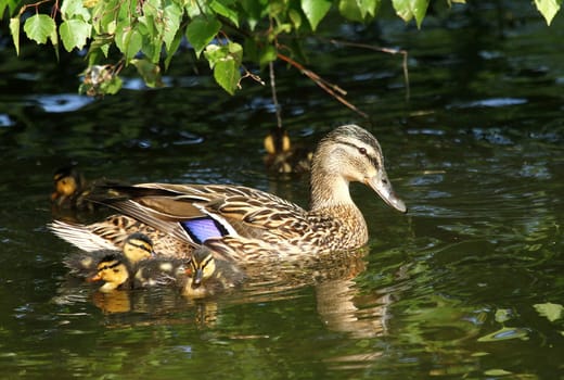 Single parent