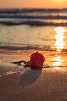 Rose on the beach by the sea