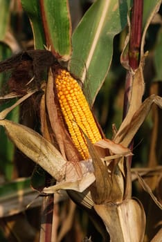 mature ear of corn Italy