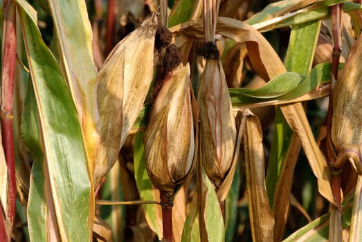 mature ears of corn Italy
