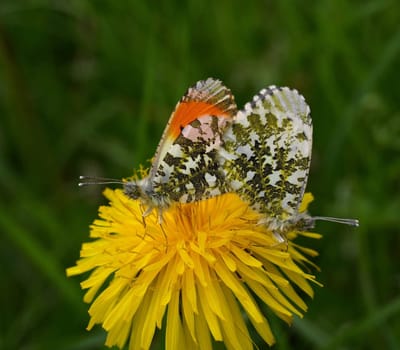 Aurora butterfly mating