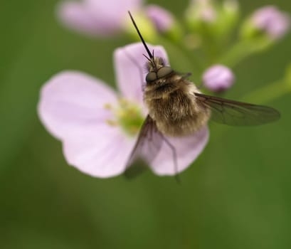Great Woolly Floater