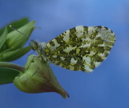 Orange tip