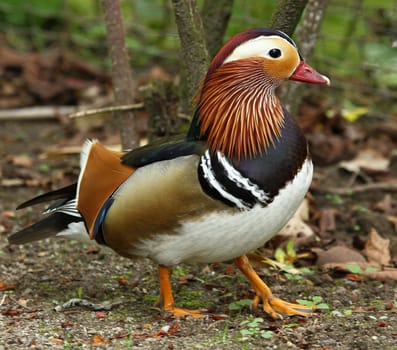 Mandarin duck