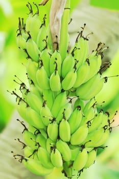 Tripical fruit banana on the tree. Vietnam