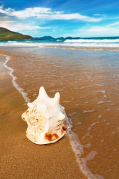 Seashell on the tropical beach close to water
