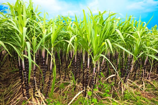 Sugar cane plantation. Khanh Hoa province. Vietnam