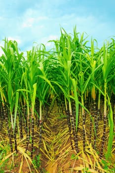 Sugarcane plantation. Khanh Hoa province in Vietnam