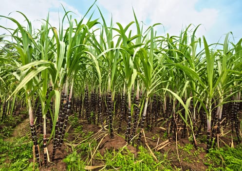 Sugar cane plantation. Khanh Hoa province. Vietnam