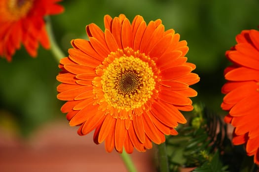 Flower of an orange gerber close-up
