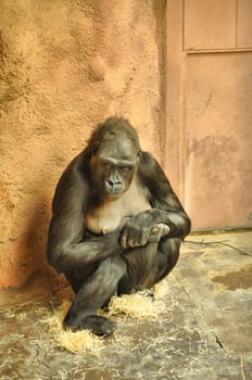 Gorillas in the zoo, big and important.