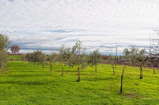 A plantation of olive trees on a farm